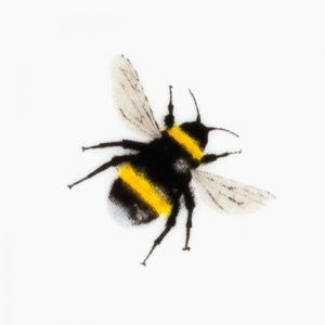 white tailed bumblebee print with yellow bee banding